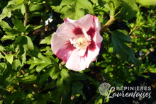 Hibiscus 'Hamabo'
