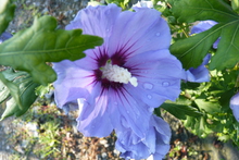 Hibiscus Oiseau Bleu.JPG