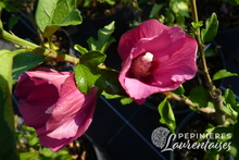 Hibiscus 'Woodbridge'