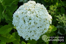 Hydrangea arborescens 'Annabelle'