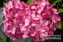 Hydrangea macrophylla 'Leuchtfeuer'