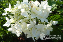 Hydrangea paniculata 'Dentelle de Gorron'