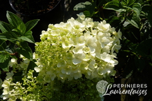 Hydrangea paniculata 'Silver Dollar'