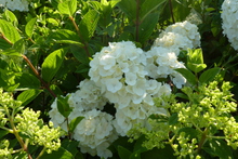 Hydrangea paniculata 'Sundae Fraise'