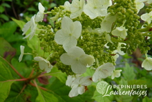 Hydrangea quercifolia 'Alice'