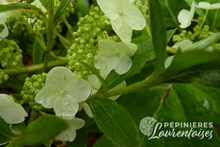 Hydrangea quercifolia 'Alice'