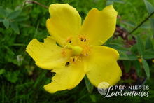 Hypericum 'Hidcote'