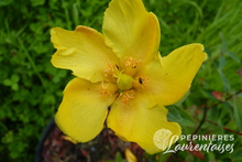 Hypericum 'Hidcote'