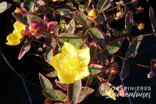 Hypericum x moserianum ' Tricolor'