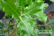 Ilex aquifolium