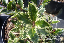 Ilex aquifolium 'ingramii'
