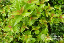 Ilex x meserveae 'Little Rascal'®