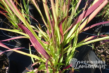 Imperata cylindrica 'Red Baron'