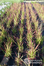 Imperata cylindrica 'Red Baron'