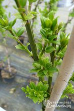 Jasminum nudiflorum