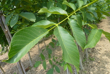 Juglans regia