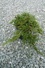 Juniperus horizontalis 'Wiltonii'