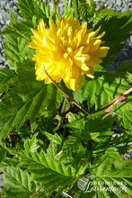 Kerria japonica 'Pleniflora'