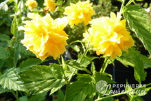 Kerria japonica 'Pleniflora'