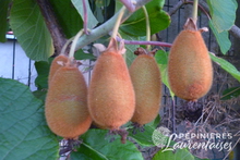 Kiwi 'Hayward' (femelle)