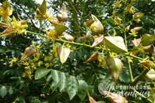 Koelreuteria paniculata