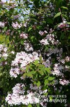 Kolkwitzia amabilis 'Pink Cloud'