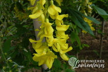 Laburnum watereri 'Vossii'