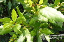 Laurus nobilis