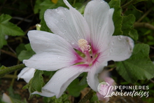 Lavatère 'Barnsley'