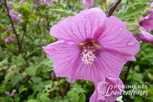 Lavatère 'Bredon Spring'