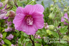 Lavatère 'Bredon Spring'