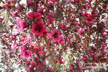 Leptospermum 'Rouge double'