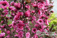 Leptospermum 'Rouge double'