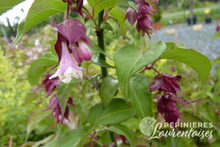 Leycesteria formosa 'Purple Rain'