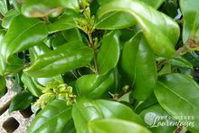 Ligustrum japonicum 'Texanum'
