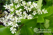 Ligustrum japonicum 'Texanum'