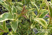 Ligustrum lucidum 'Tricolor'