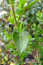 Ligustrum ovalifolium
