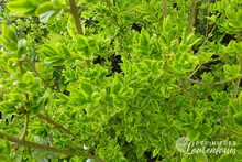 Ligustrum ovalifolium 'Aureum'