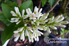 Ligustrum ovalifolium