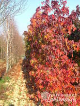 Liquidambar