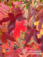 Liquidambar