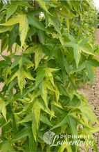 Liquidambar styraciflua 'Aurea'