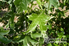 Liquidambar styraciflua albomarginata 'Manon'