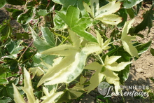 Liquidambar styraciflua albomarginata 'Manon'