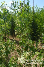 Liquidambar styraciflua albomarginata 'Manon'