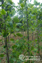 Liriodendron tulipifera 'Aureomarginatum'