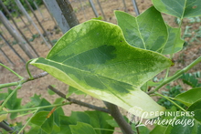 Liriodendron tulipifera 'Aureomarginatum'