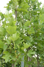 Liriodendron tulipifera