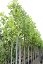 Liriodendron tulipifera